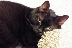 Picture of Penny