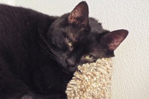Picture of Penny