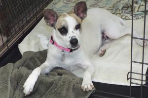 Picture of Rosie