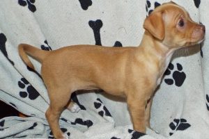 Picture of Taco