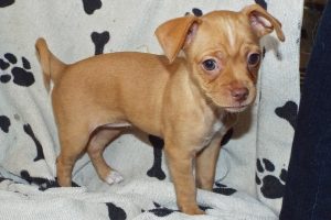 Picture of Taco