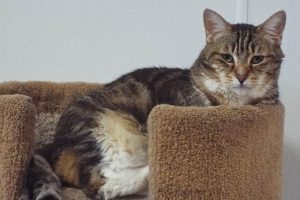 Picture of V V
