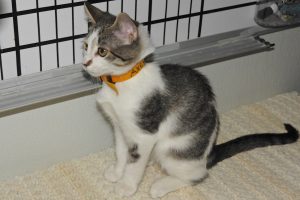 Picture of Axel