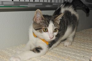 Picture of Axel