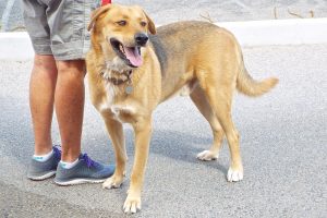 Picture of Bentley B