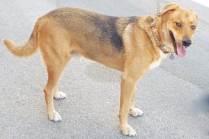 Picture of Bentley B