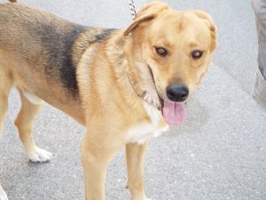 Picture of Bentley B