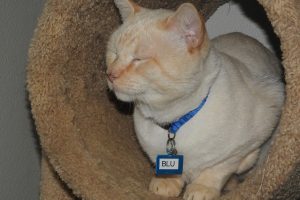 Picture of Blu