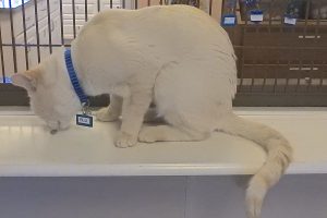 Picture of Blu