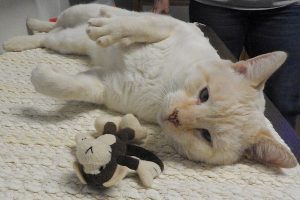 Picture of Blu