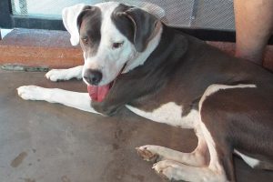 Picture of Bogart
