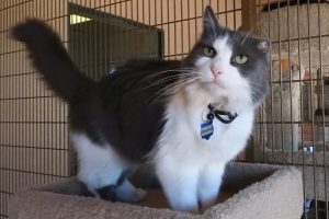 Picture of Bucco