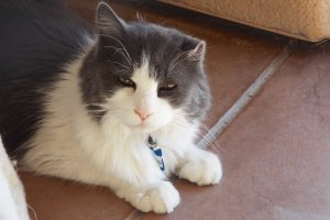 Picture of Bucco