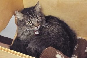 Picture of Dilly