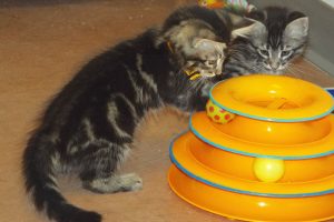 Picture of Elm