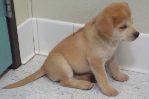 Picture of Francie