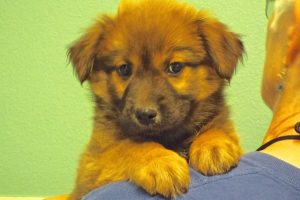 Picture of Frankie