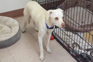 Picture of Ghost
