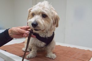 Picture of Zoey