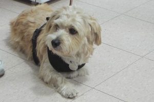 Picture of Zoey