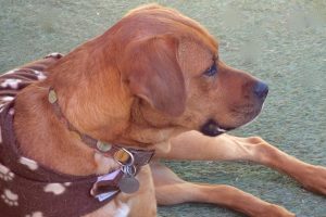 Picture of Gorda