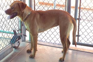 Picture of Gorda