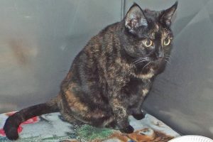 Picture of Izzie