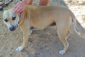 Picture of Kimber