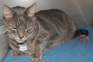 Picture of Kitsee
