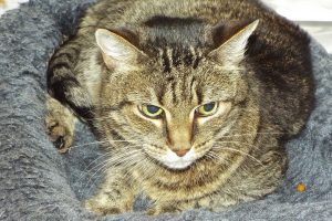 Picture of Miss Priscilla