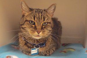 Picture of Miss Priscilla