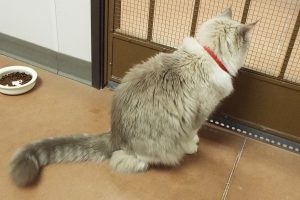 Picture of Mr. Cat