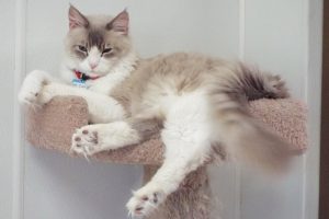 Picture of Mr. Cat