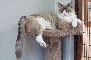 Picture of Mr. Cat