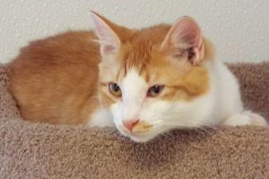 Picture of Paprika