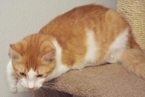 Picture of Paprika