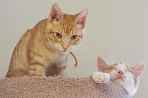 Picture of Picante