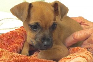 Picture of Pumpkin