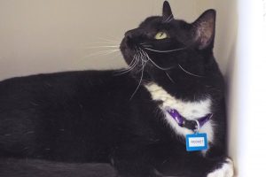 Picture of Rocket
