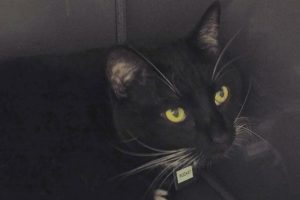 Picture of Rocket