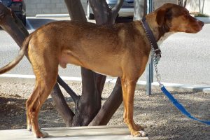 Picture of Rusty