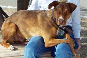 Picture of Rusty