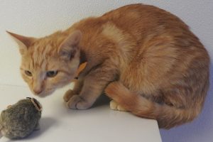Picture of Salsa
