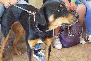 Picture of Stella
