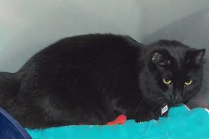 Picture of Tink