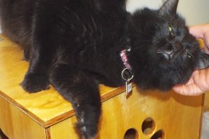 Picture of Tink