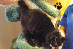 Picture of Tink