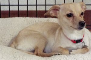 Picture of Trixie