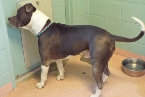 Picture of Wesson