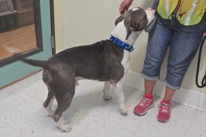 Picture of Wesson